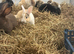 Stunning Various Dwarf & Lionhead Bunnies