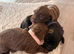 Beautiful working cocker spaniel puppies