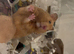 Male Syrian hamster