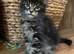 TICA registered stunning Maine coon kittens