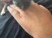 Ragdoll blue mitted kittens born 10/07/26