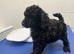 Kc registered TOY POODLE puppies