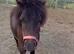 Registered shetland gelding