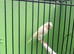 Canary's