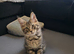 Only three are left. Maine Coon Kittens