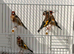 Goldfinch males available ioa rings