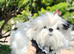 Korean Maltese pups