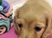 Miniature Dachshund