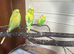 Lovely male budgies in Dagenham rm9 area