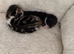 Kittens for sale