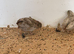 Button quail