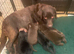 GORGEOUS CHUNKY SHOW BLACK LABRADOR BOY PUPPIES AVAILABLE (PICTURED)