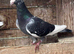 QUALITY RACING PIGEON