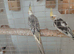 Young pearl cockatiel.
