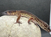 Stunning black night leopard gecko