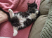 Black/ white long hair female cat