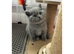 Beautiful British Shorthair Kittens