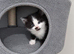 ¾ Maine coon kittens