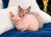 3 beautiful cats