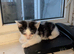 2 beautiful kitten