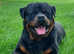Kc, extensively health tested rottweiler stud