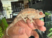 Female Yellow Crested Jackson Chameleons