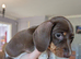 Miniature dachshund puppies KC registered