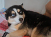 Female Pomsky