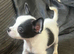 Puppies available soon