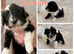 Fab️ F1 Ttoodles Tibetan terrier x Miniature poodle