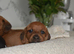REDUCED Beautiful Miniature Dachshunds Carefully Raised - Red and Black and Tan