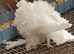 White frill back pigeons for sale