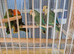Young lovebirds