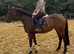 15.3hh filly