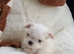 Korean Maltese pups