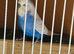 Proven Breeding Pair Budgies