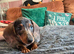 2 x Miniature Dachshund