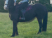 14.1hh Cob Mare