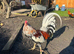 Spangled Morgan whitehackle American gamefowl. Not Oxford old English/ shamo