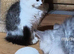 Male Siberian kitten with ancestry, & delivery