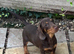 Dachshund pups for sale