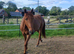 15.3hh Chestnut Appaloosa Cross Gelding 3yrs - Blank canvas