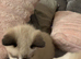 Kittens for sale