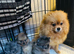 Tiny Pomeranian puppies