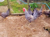 Quintet Crested Cream Legbar Chicken