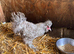Silkie hens (white & grey)