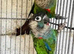 Bonded Pair of Conures