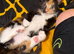 Female tortoise shell kitten