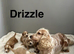 Drizzle lovely light cockapoo boys ready now