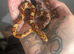 Baby corns